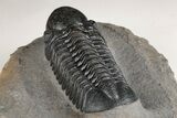 Prone Reedops Trilobite - Nice Preparation #204167-4